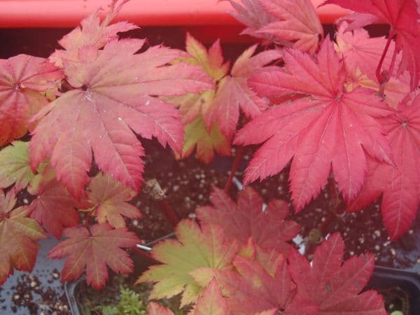 Acer japonicum Meigetsu