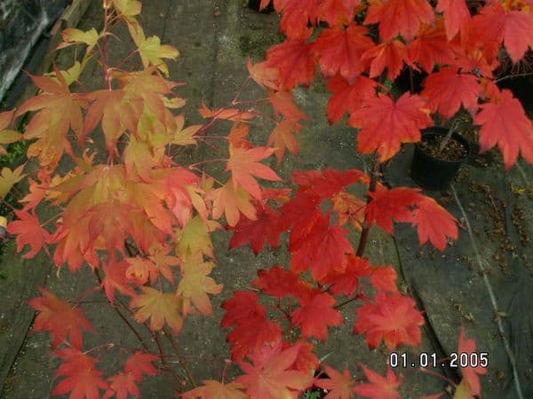 Acer japonicum 'Vitifolium'