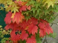 Acer japonicum 'Vitifolium' (4L)