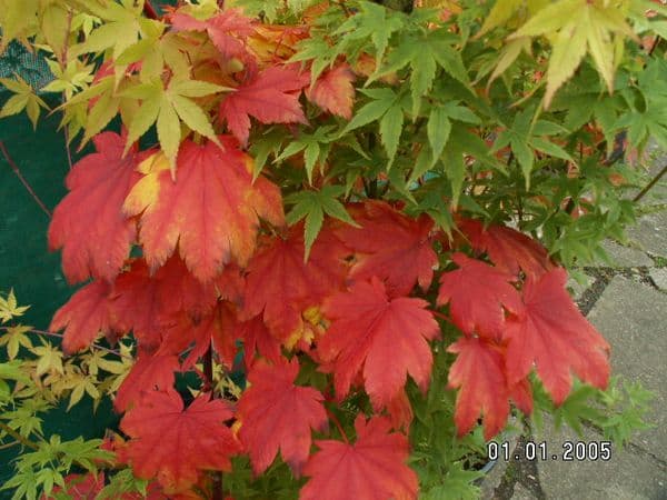Acer japonicum 'Vitifolium' (4L)