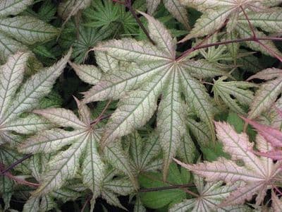 Acer palmatum 'Aka shigitatsu-sawa'