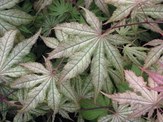 Acer palmatum 'Aka shigitatsu-sawa'