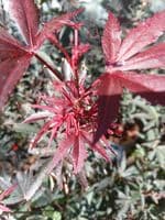 Acer palmatum Alpine Surprise