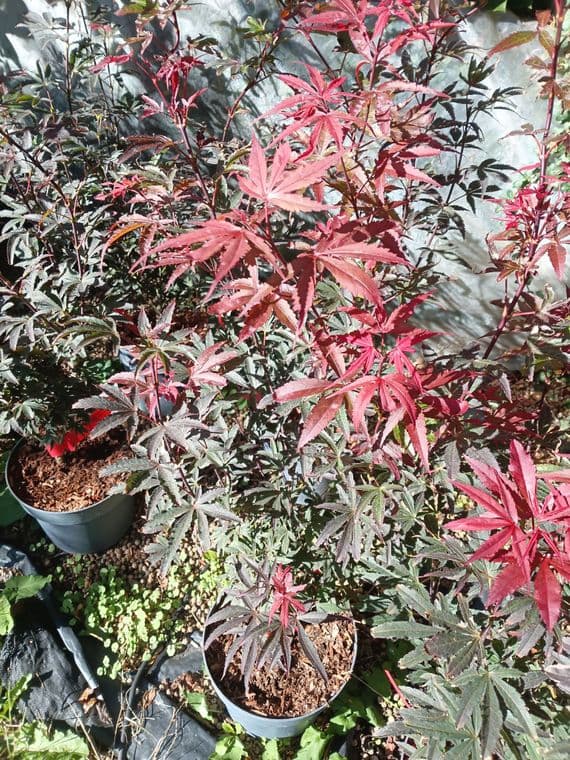 Acer palmatum Alpine Surprise