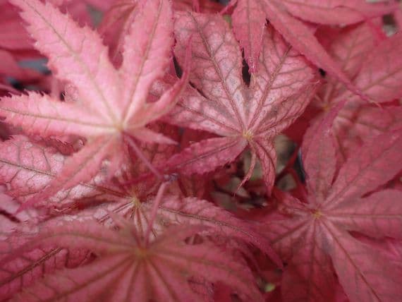 Acer palmatum Amber ghost