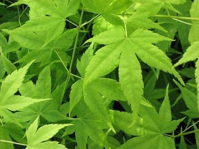 Acer palmatum 'Aoyagi'