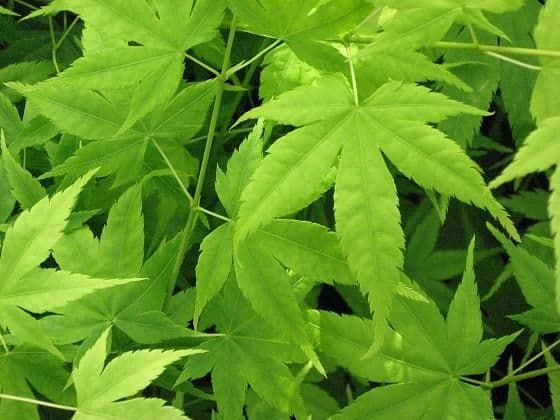 Acer palmatum 'Aoyagi'