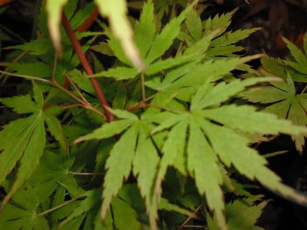 Acer Palmatum 'Arakawa