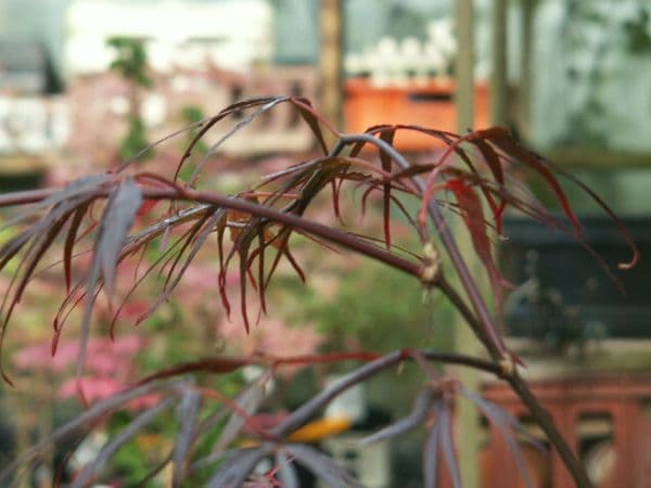 Acer Palmatum 'Atrolineare'