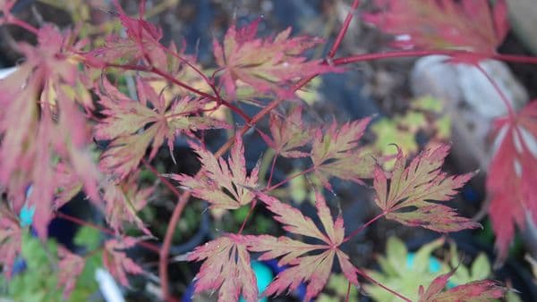 Acer palmatum  'Autumn Fire'