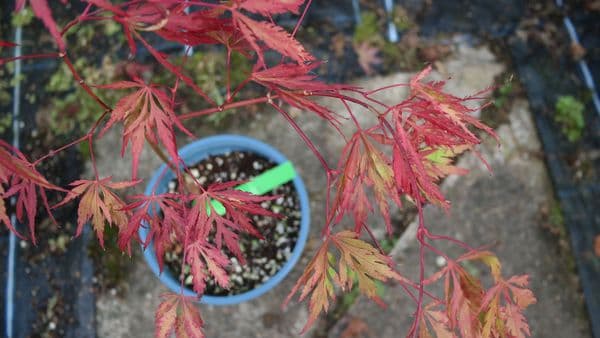 Acer palmatum  'Autumn Fire'
