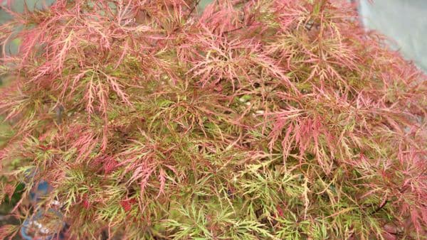Acer palmatum 'Baldsmith'