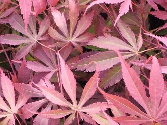 Acer palmatum 'Beni kagami'