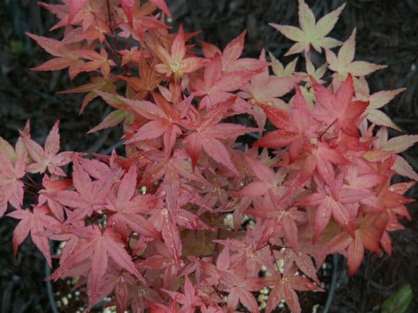 Acer palmatum 'Beni maiko'