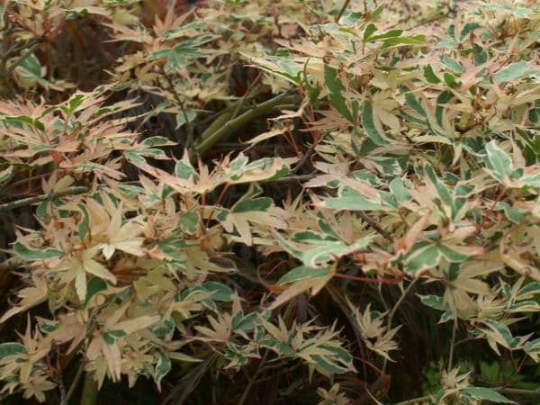 Acer Palmatum 'Beni shichihenge'