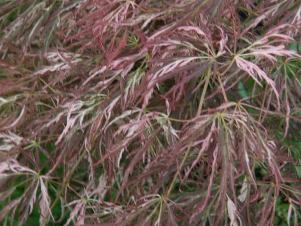Acer Palmatum 'Beni Shidare Tricolor'