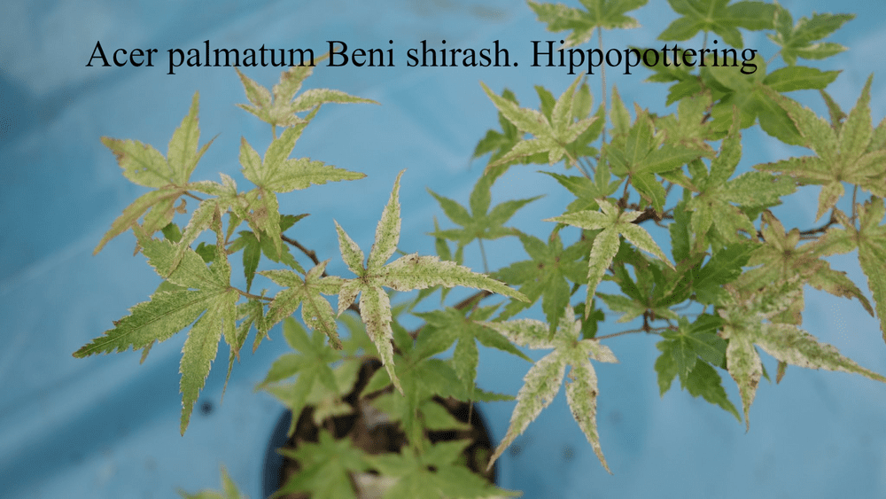 Acer palmatum Beni shirash