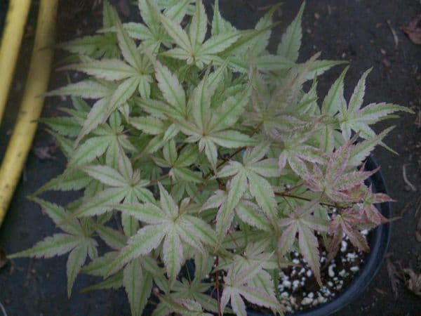 Acer Palmatum 'Beni Tsukasa'
