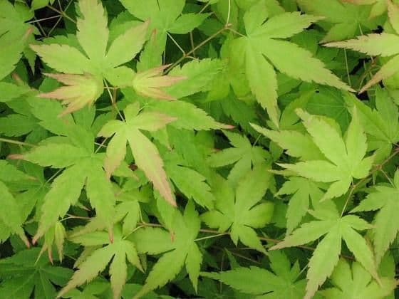 Acer palmatum 'Bi-hoo'
