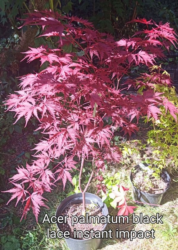 Acer palmatum 'Black lace'