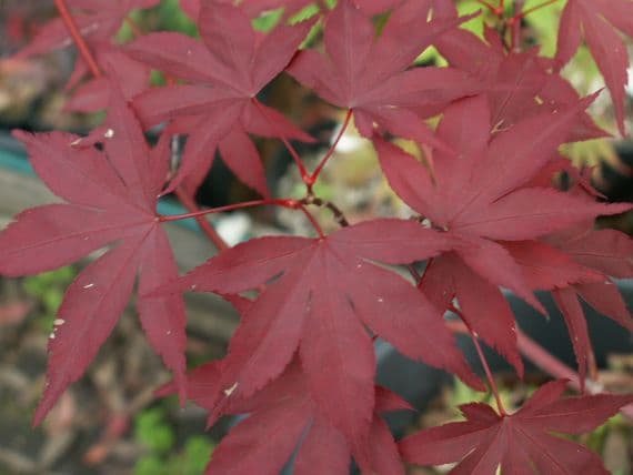 Acer palmatum 'Bloodgood'