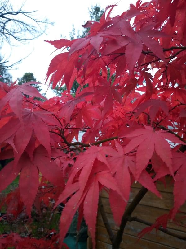 Acer palmatum 'Bloodgood'