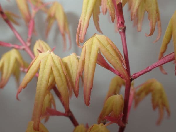 Acer palmatum Calico