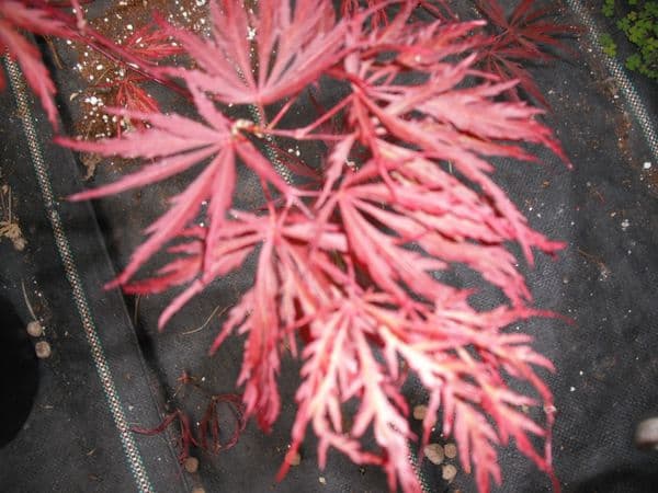 Acer palmatum 'Chantilly lace'