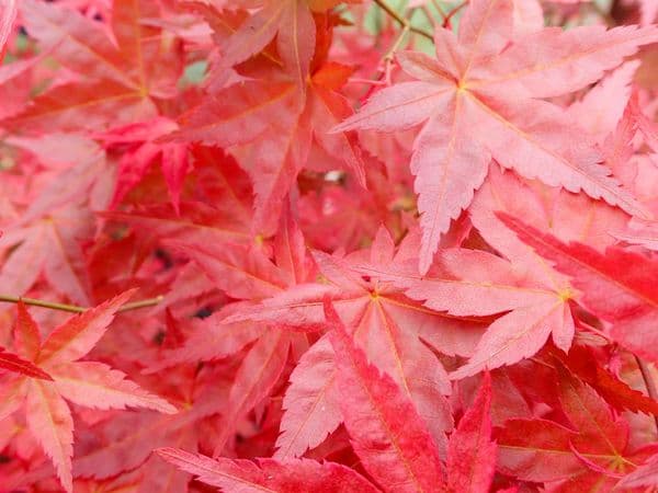 Acer Palmatum 'Chisio'