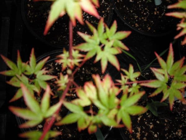 Acer Palmatum 'Chisio hime'