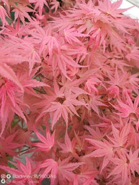 Acer palmatum 'Chisio improved'