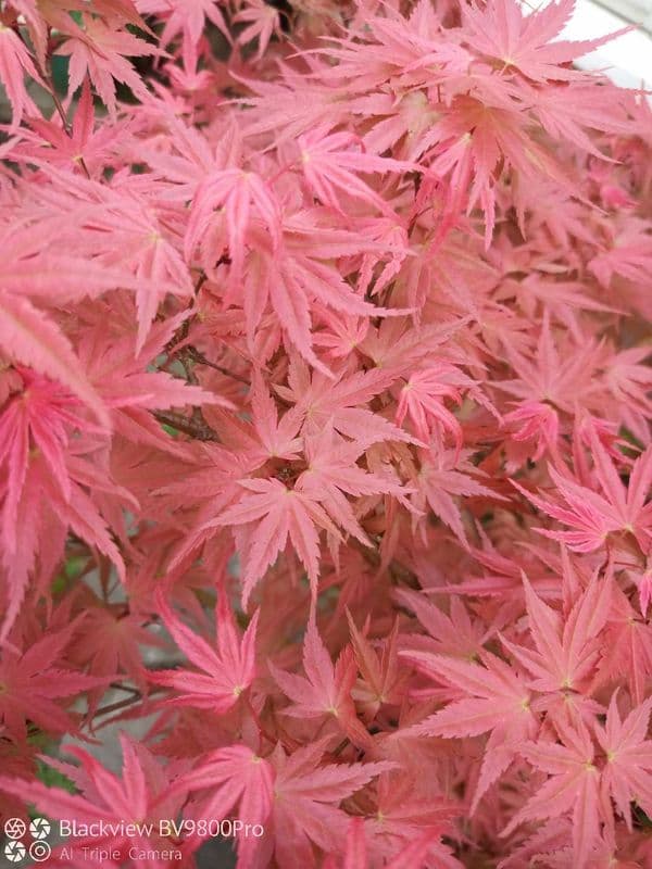 Acer palmatum 'Chisio improved'