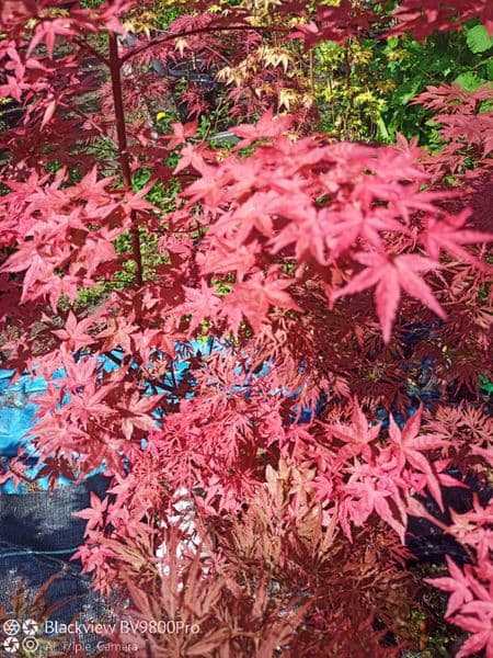 Acer palmatum 'Chisio improved' (aka 'Shin chisio')