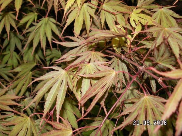 Acer palmatum 'Chitoseyama'