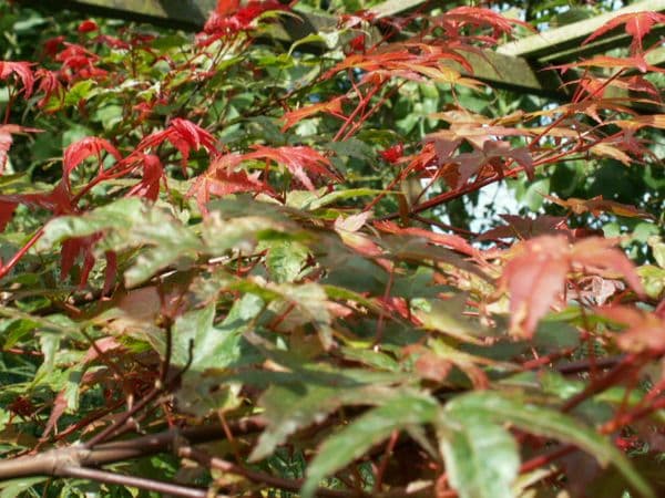 Acer Palmatum 'Corallinum'