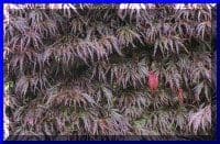 Acer palmatum dissectum  'Crimson Queen'