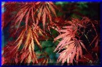 Acer palmatum dissectum 'Crimson Queen'