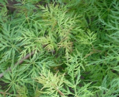 Acer palmatum dissectum 'Emerald lace'
