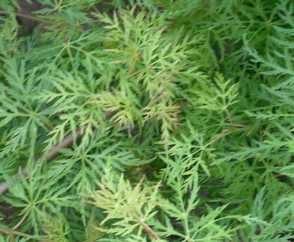 Acer palmatum dissectum 'Emerald lace'