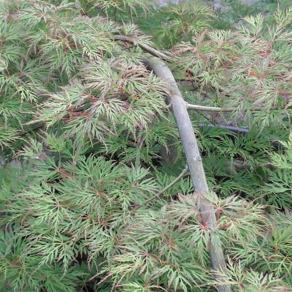 Acer palmatum dissectum 'Emerald lace'