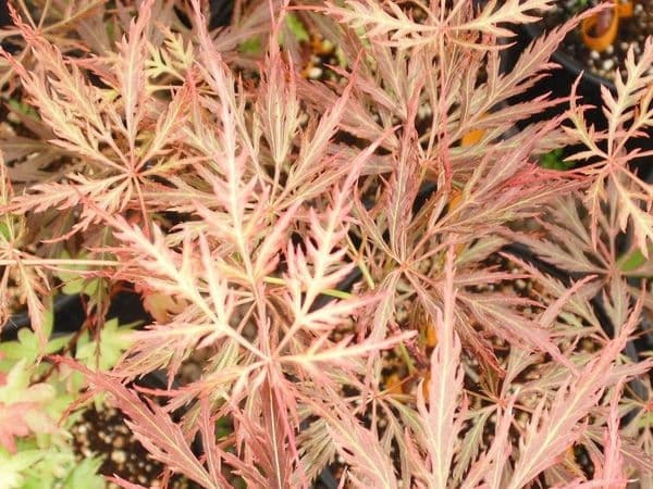 Acer palmatum dissectum 'Emma'