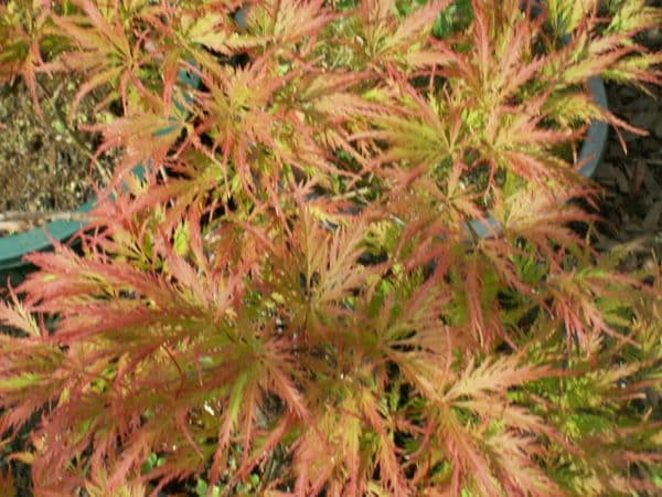 Acer Palmatum 'Dissectum Filigree'