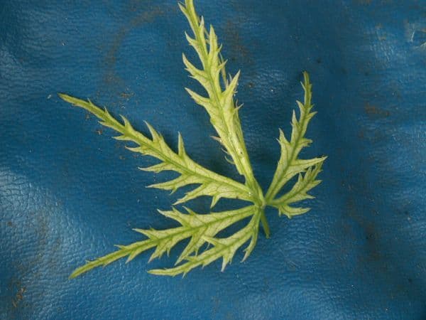 Acer palmatum 'Dissectum Filigree'