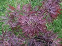 Acer palmatum dissectum 'Garnet'