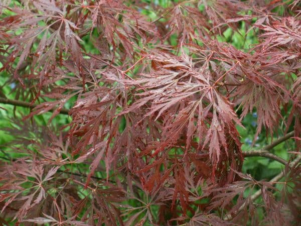 Acer palmatum dissectum 'Garnet'