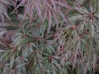 Acer palmatum dissectum 'Inaba shidare'