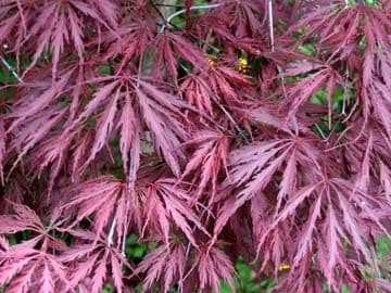 Acer palmatum dissectum 'Inaba shidare'