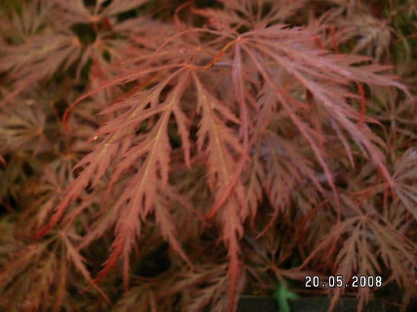Acer palmatum dissectum 'Nigrum'