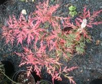 Acer palmatum dissectum 'Orangeola'