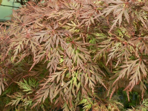 Acer palmatum 'Dissectum Orangeola'